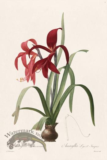 Les Liliacees Redoute 005